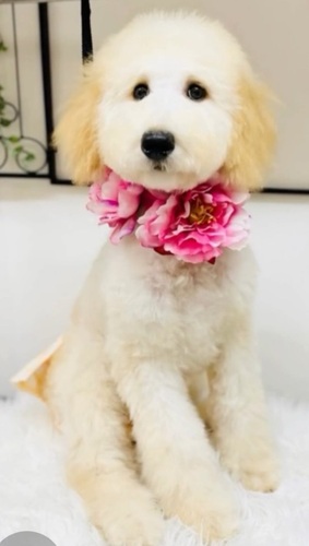 スタンダード・プードル 犬の販売・譲渡 1568 4月12日生理開始日です。小柄で大人しく甘えん坊