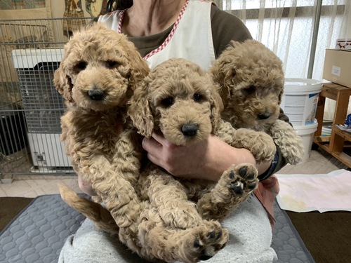 スタンダード・プードル 犬の販売・譲渡 1569 とても可愛い兄妹です