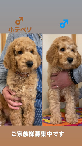 スタンダード・プードル 犬の販売・譲渡 1578 ご予算の相談に乗ります