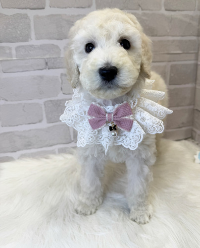 スタンダード・プードル 犬の販売・譲渡 1581 美人さん。お迎え総額。