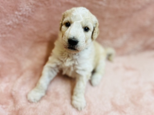 スタンダード・プードル 犬の販売・譲渡 1586 可愛いプードル
