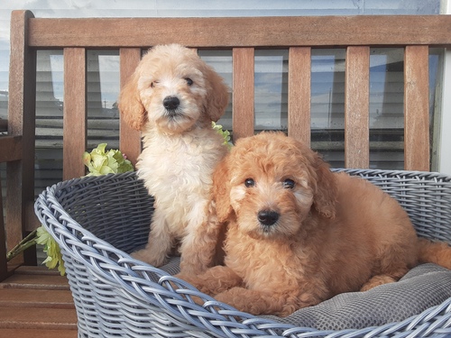 スタンダード・プードル 犬の販売・譲渡 1592 こぶりな姉妹です。