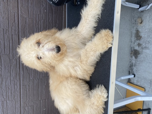スタンダード・プードル 犬の販売・譲渡 1599 かわいい男の子!