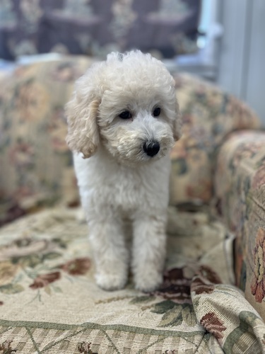 スタンダード・プードル 犬の販売・譲渡 1601 小柄なサイズのスタンダードプードル