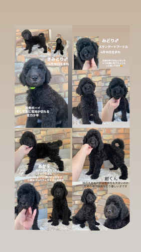 スタンダード・プードル 犬の販売・譲渡 1603 スタンダードプードル ブラック♀1♂3