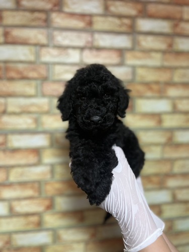 スタンダード・プードル 犬の販売・譲渡 1605 ブラック