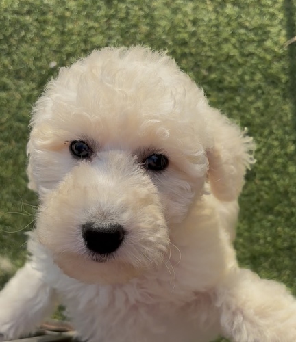 スタンダード・プードル 犬の販売・譲渡 1611 可愛いお顔のスタンプちゃん