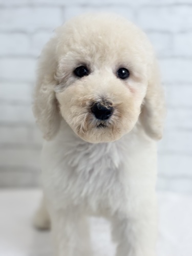 スタンダード・プードル 犬の販売・譲渡 1615 クリーム5116