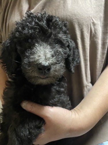 スタンダード・プードル 犬の販売・譲渡 1620 スタンダードプードルの仔犬たち