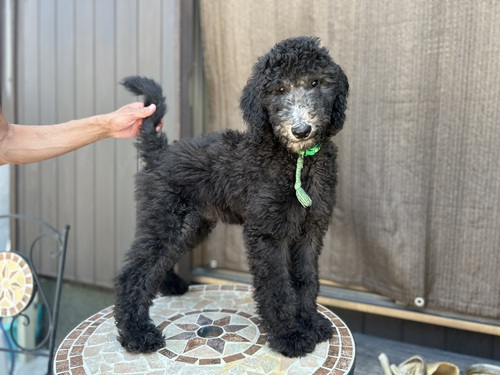 スタンダード・プードル 犬の販売・譲渡 1623 優良血統の男の子