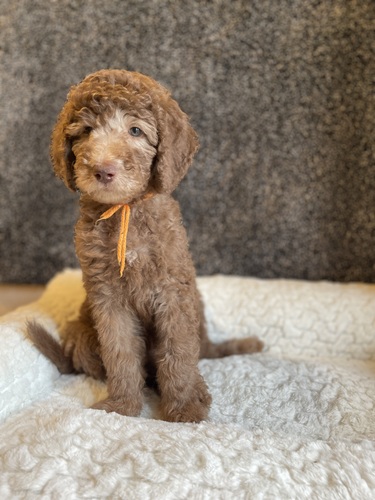 スタンダード・プードル 犬の販売・譲渡 1625 ブラウンカラー