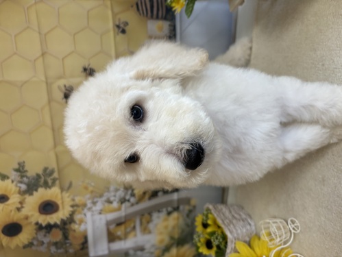 スタンダード・プードル 犬の販売・譲渡 1626 可愛くて賢いスタンダードプードルを家族に