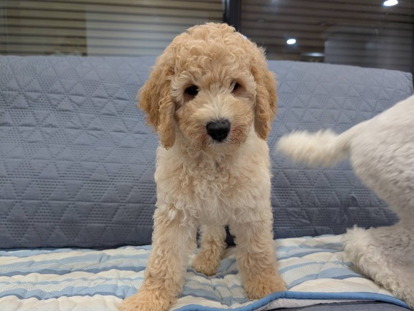 アカリボン 犬の販売 1628