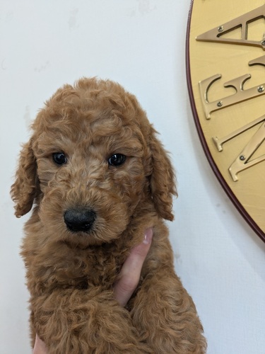 スタンダード・プードル 犬の販売・譲渡 1636 お母さん3項目クリア