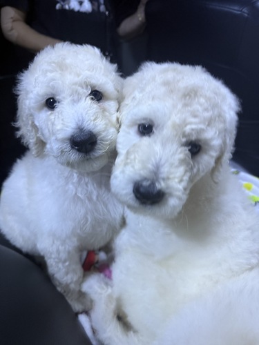 スタンダード・プードル 犬の販売・譲渡 1637 決まりました!