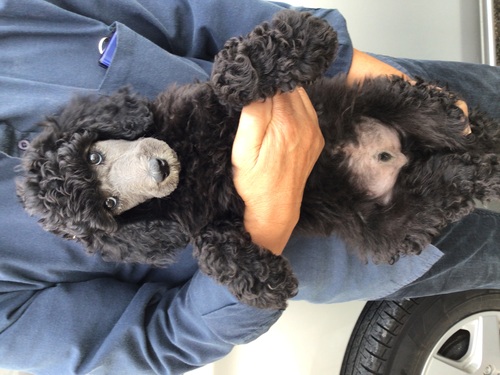 X^_[hEv[h  ̔̔En 1643 Vo[̒j̎q