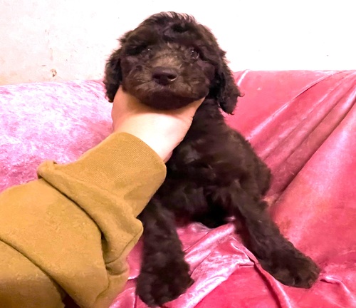 スタンダード・プードル 犬の販売・譲渡 1644 とても希少で可愛いブラウンの男の子と女の子