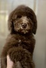 スタンダード・プードル 子犬 探す ブラウン女の子 1648