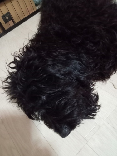 �X�^���_�[�h�E�v�[�h��  ���̔̔��E���n 1651 �D�������i�̎q�ł��B