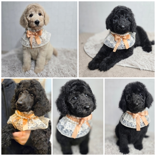 �X�^���_�[�h�v�[�h��5���Y�܂�Ă܂��� ���̔̔� 1652