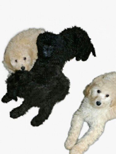 �X�^���_�[�h�E�v�[�h��  ���̔̔��E���n 1655 ��������3������������ł�