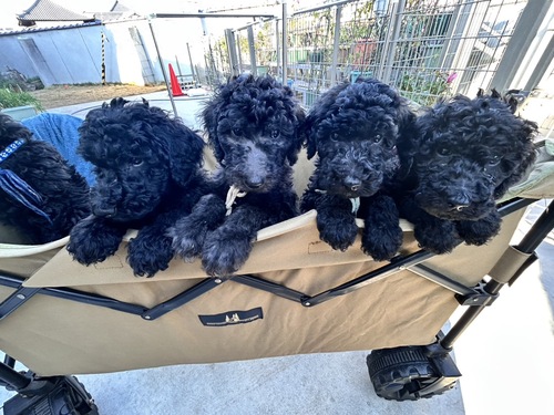 �X�^���_�[�h�E�v�[�h��  ���̔̔��E���n 1656 ����3�����X�^���_�[�h�v�[�h���u���[�̎q���I���Ƒ��}��