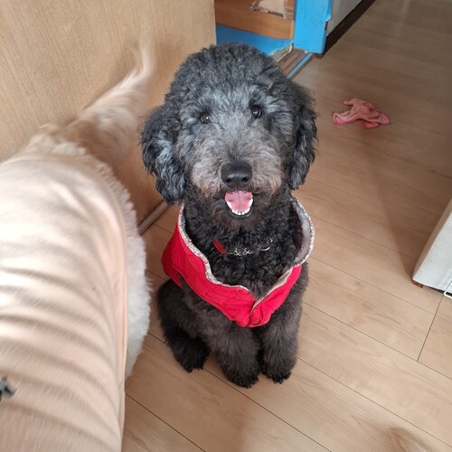 �X�^���_�[�h�E�v�[�h��  ���̔̔��E���n 1657 �Â���V�ȏ��̎q�ł��B���ׂăR�~�R�~���i�ɂȂ��Ă�