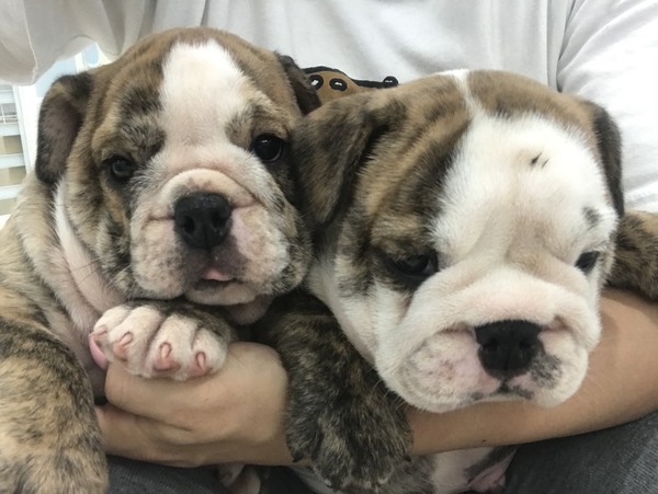 イングリッシュ ブルドック珍しいカラー 犬の販売 3323