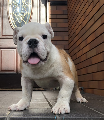 オーナー様が見つかりました 犬の販売 3338
