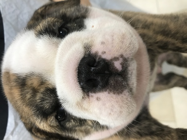 タイガーブリンドル家族決まりました 犬の販売 3340