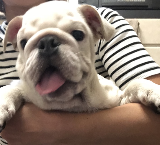 オーナー様が見つかりました 犬の販売 3349