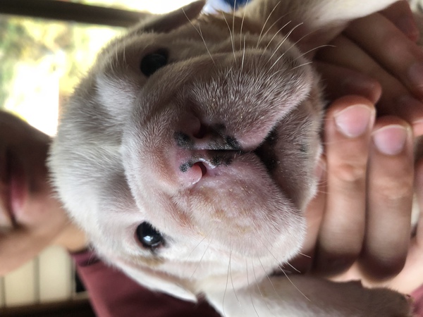 元気な3兄弟! 犬の販売 3357