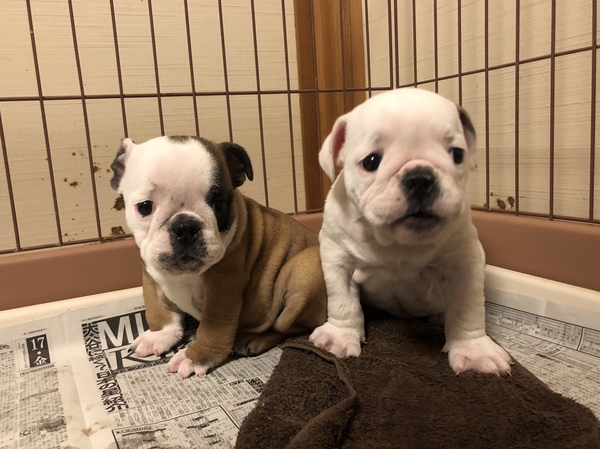 可愛い姉妹 犬の販売 3359