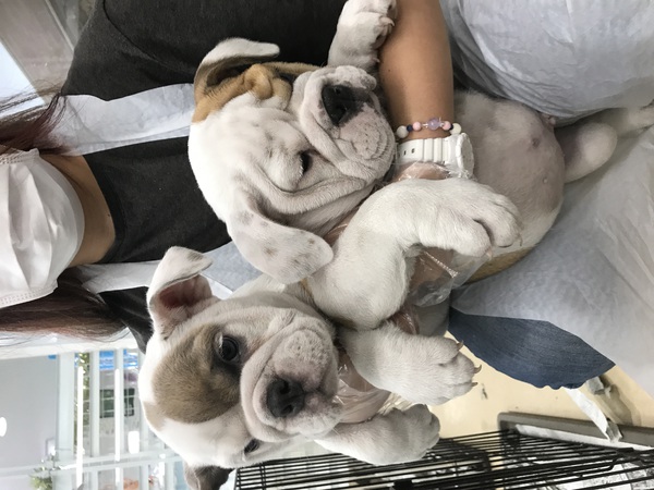 家族来ましたよ^_^ 犬の販売 3372