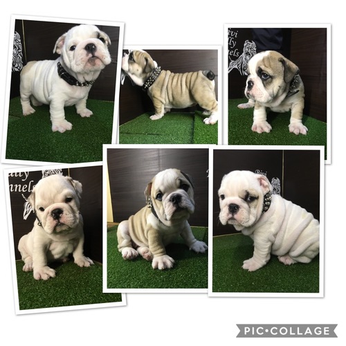 残り1頭 トイレok! ブルドック 犬の販売 3381