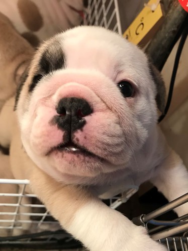 オーナー様決まりました! 犬の販売 3385
