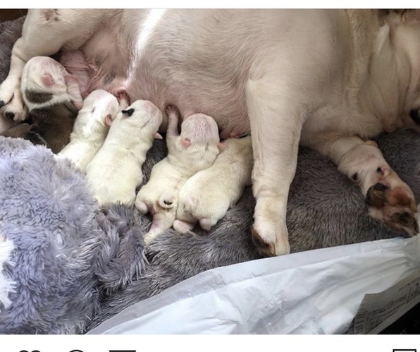 飼い主様決まりました 犬の販売 3395