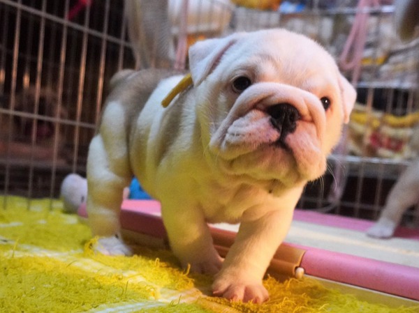 英国の素晴らしい血液を受け継いだ子犬たちです! 犬の販売 3402