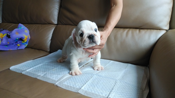 かわいいブルドッグ生れています。 犬の販売 3405