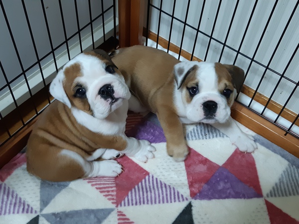 可愛い王子さま♡ 犬の販売 3410