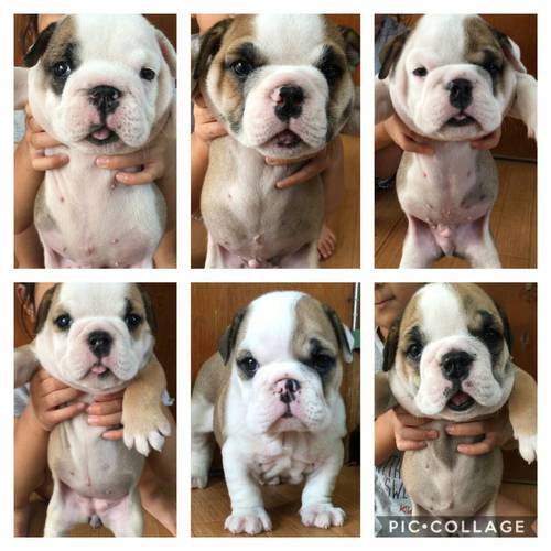 ワクチン2回済み レッド&ホワイト 犬の販売 3441