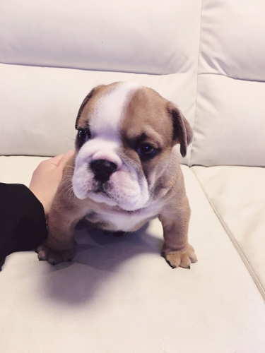 骨太のかわいいこ 犬の販売 3449