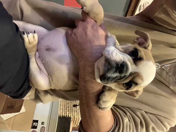 ブルドック 犬の販売 3483