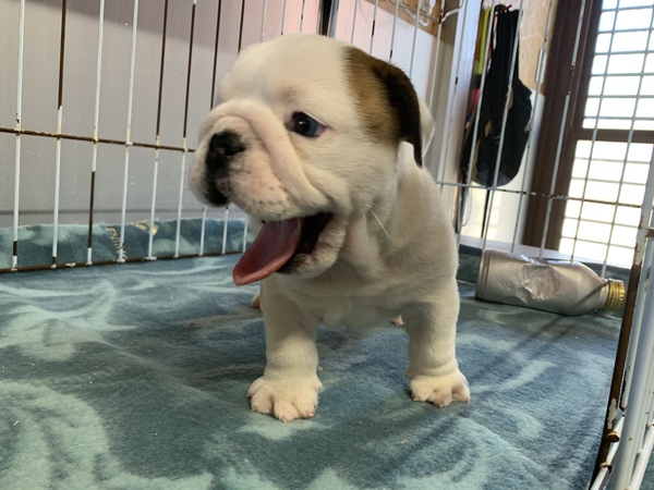 ぷよぷよのかわいい雄のブルドッグ 犬の販売 3490