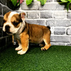 uhbO q T bulldog 3493