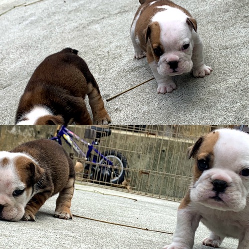 可愛いブルドッグの子犬 No 3503 ブルドッグ 犬の出産情報 子犬販売 Dogoo Com 可愛いブルドッグの子犬 No 3503 ブルドッグ 犬の出産情報 子犬販売 Dogoo Com