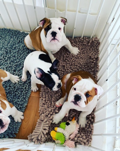優良血統。英国ブルドッグ 犬の販売 3550