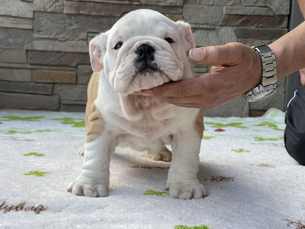 ブルドック子犬 ブルーアイ 犬の販売 3551