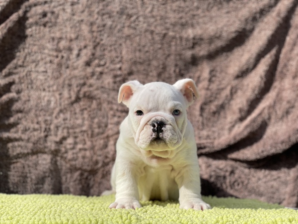 ブルアイ真っ白な男の子 犬の販売 3556