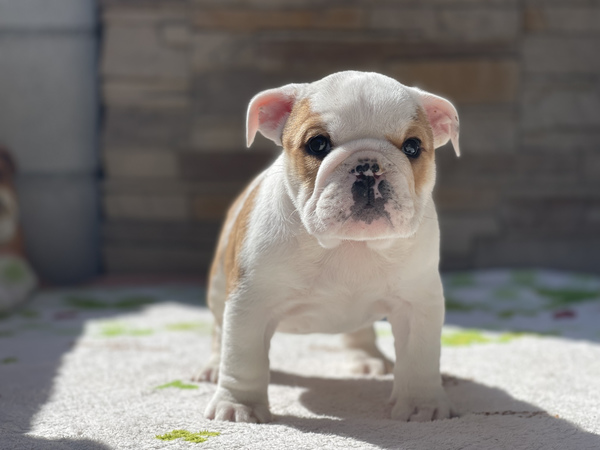 両親自家繁殖チャンピオン 犬の販売 3558